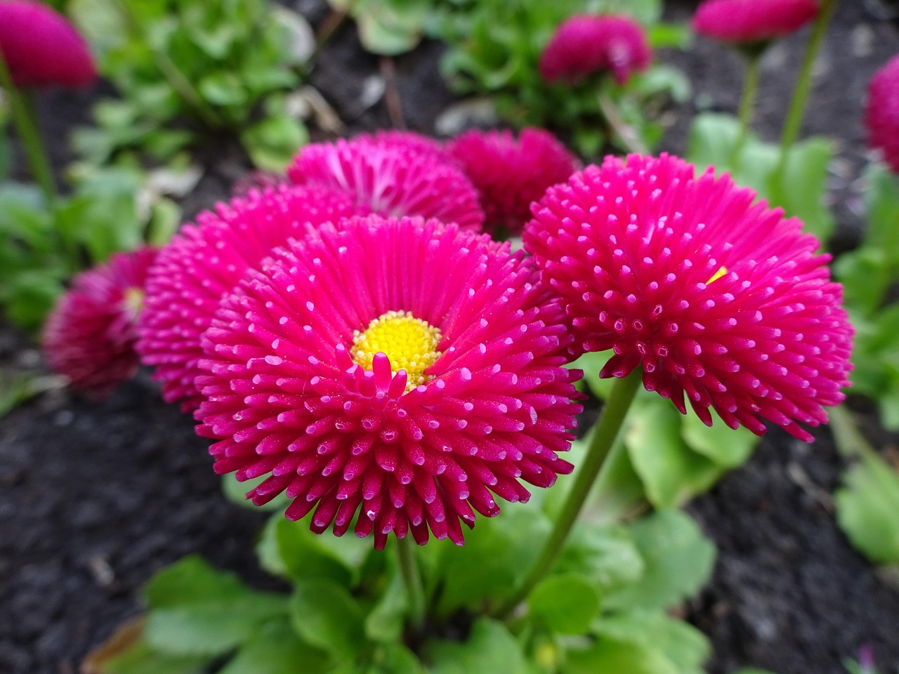 室外綠植盆栽與室內(nèi)花綠植的交融之美