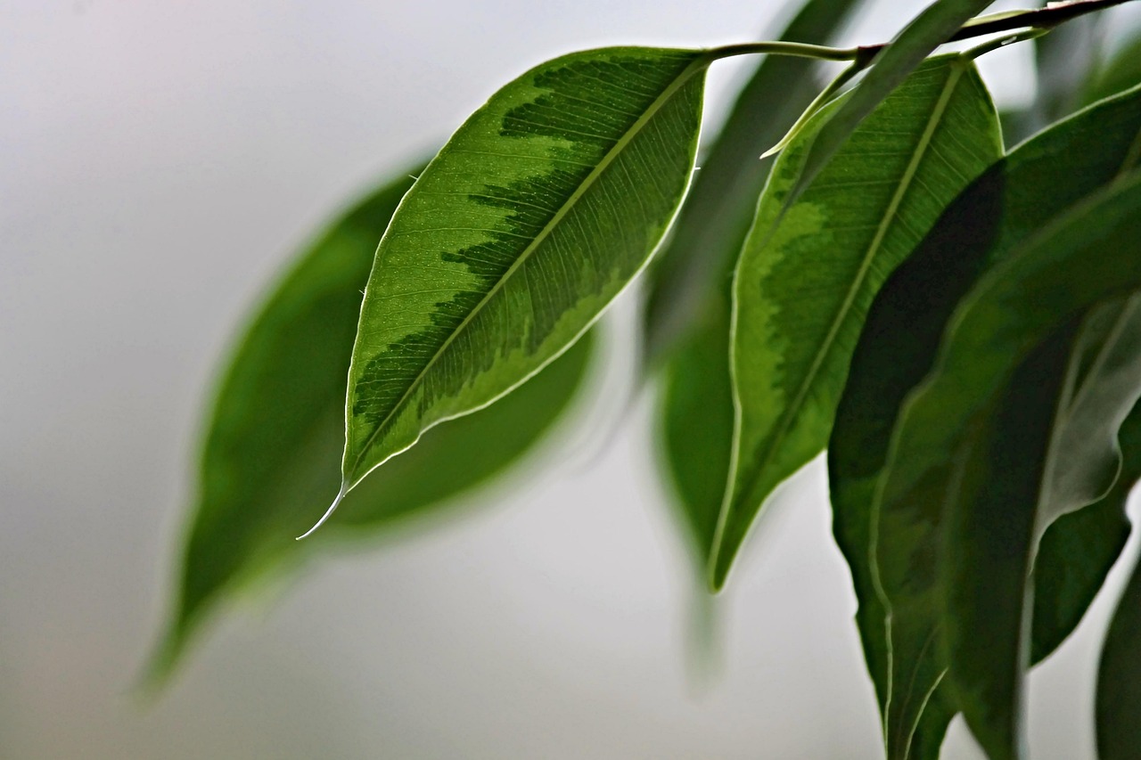 室內(nèi)綠植盆栽，蘭草般的樹的魅力